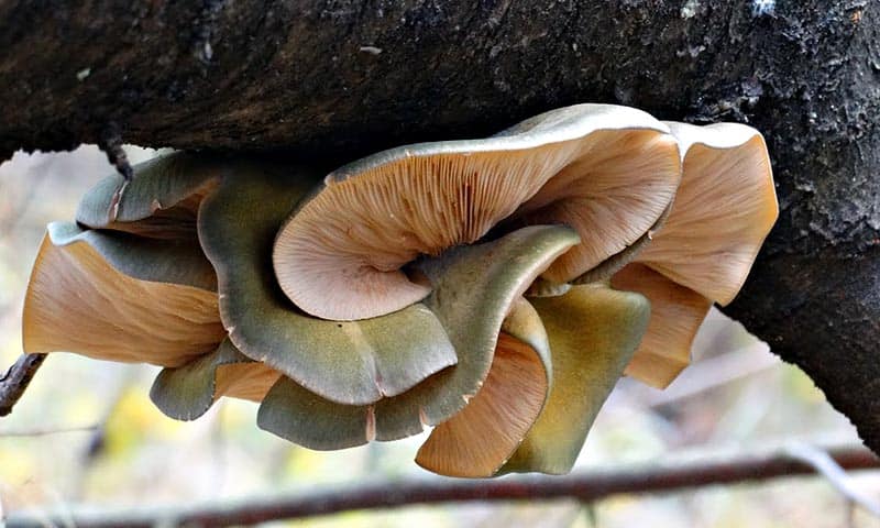 1 - Поздняя вешенка - Выжить зимой - Съедобные зимние грибы в лесу - Last Day Club
