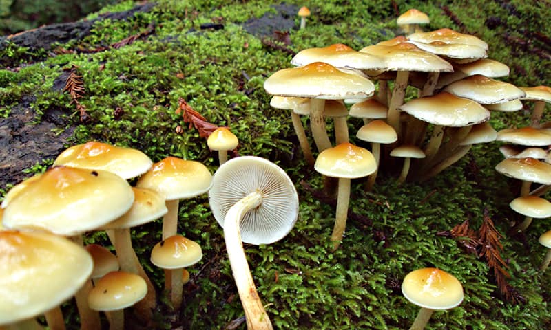 2 - Ложноопёнок серопластинчатый - Выжить зимой - Съедобные зимние грибы в лесу - Last Day Club
