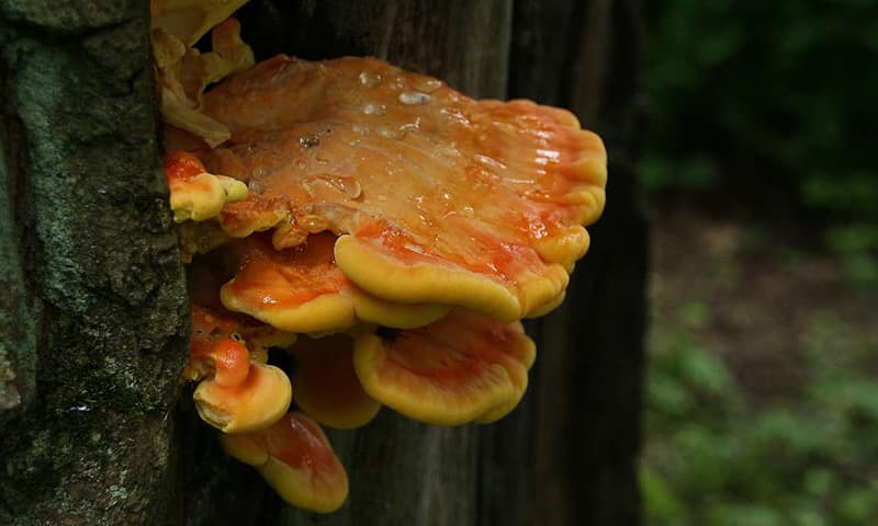 4 - Трутовик серно-жёлтый - Выжить зимой - Съедобные зимние грибы в лесу - Last Day Club
