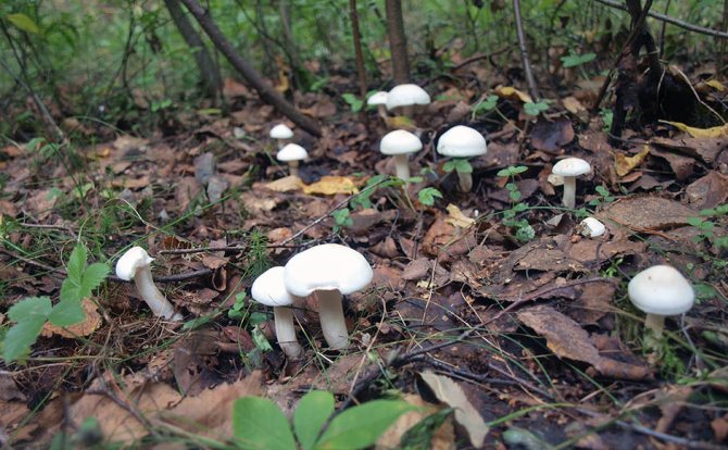 Ареал роста грибов