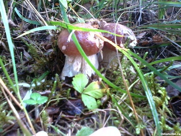 белые грибы в ярославской области