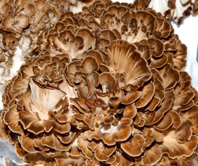 Древесные грибы: польза, свойства, рецепты приготовления