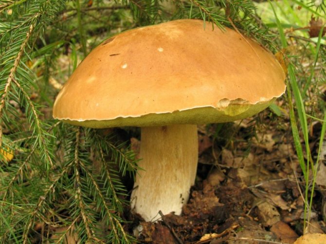 Еловый белый гриб