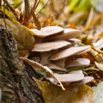 Где и как растут грибы Вешенки в природе: на каких деревьях, фото