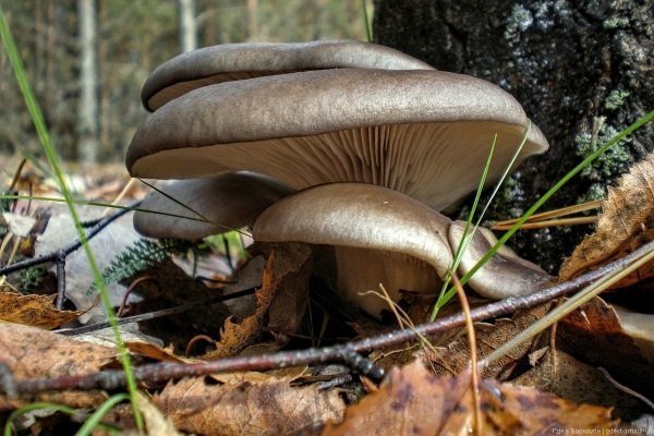 Где и как растут грибы Вешенки в природе: на каких деревьях, фото
