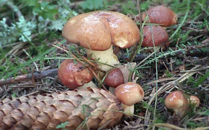 Где растут съедобные грибы маслята?