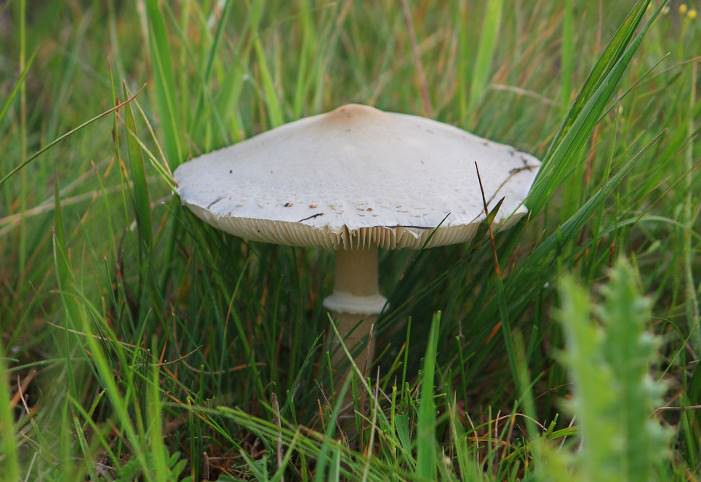 Гриб-зонтик белый или полевой характеризуется серовато-белой или кремовой мясистой, чешуйчатой шляпкой, яйцевидной изначально и становящейся плоской по мере роста