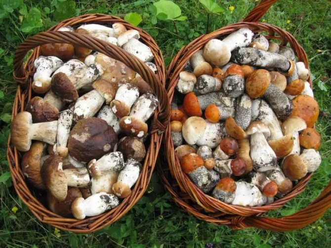грибы и грибные места Нижегородской области 2020 фото