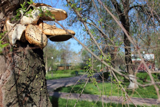 грибы в Орле и Орловской области, какие можно или нельзя собирать фото