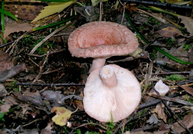 грибы волнушки фото и описание