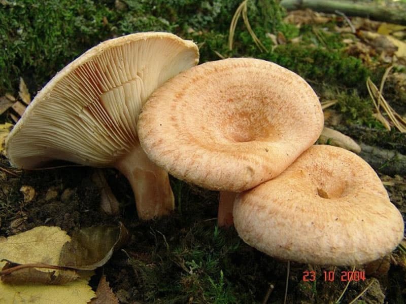грибы волнушки