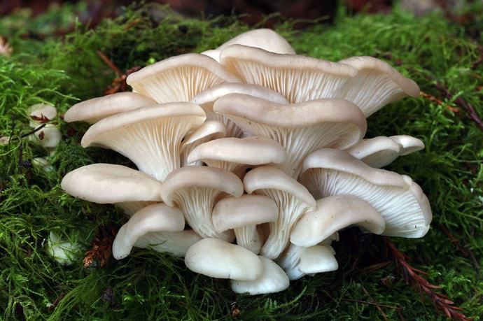 Именно в первой половине августа наблюдается массовое плодоношение наиболее ценных видов грибов
