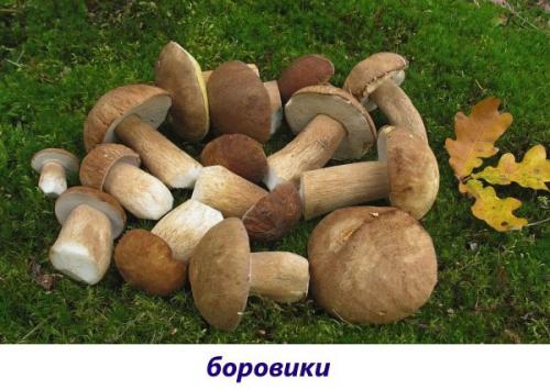 Как называется гриб с коричневой шляпкой и коричневой ножкой. Популярные съедобные трубчатые