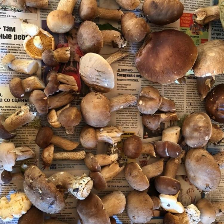 Как не отравиться лесными грибами