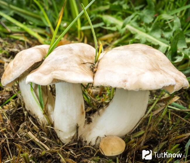 Как растет майский гриб