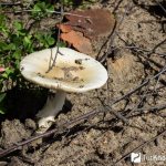 Как выглядит гриб ивишень