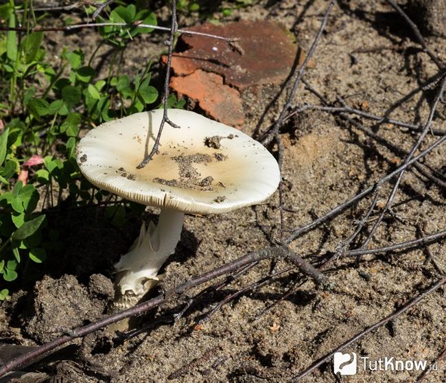 Как выглядит гриб ивишень