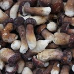 Как заморозить грибы, какие грибы заморозить, как заморозить грибы в домашних условиях, как правильно заморозить грибы, как готовить замороженые грибы