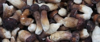 Как заморозить грибы, какие грибы заморозить, как заморозить грибы в домашних условиях, как правильно заморозить грибы, как готовить замороженые грибы
