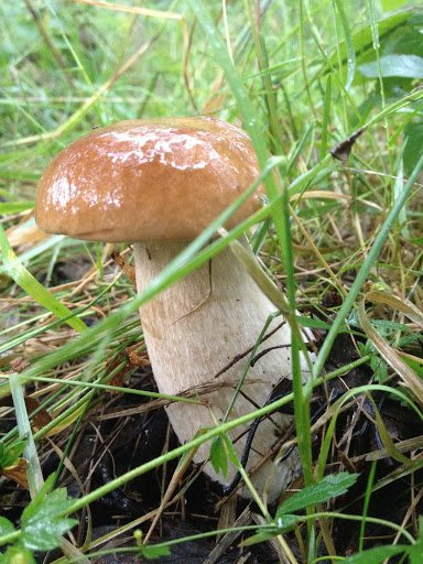 Какие грибы можно собирать во Владимирской области.