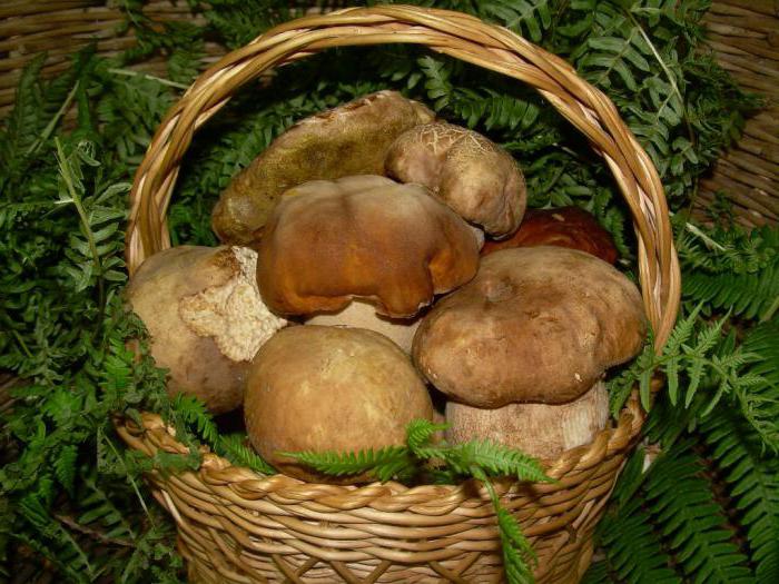 Какие грибы растут под елками фото
