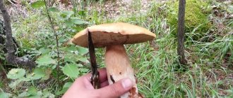 Какие грибы растут в Карелии.