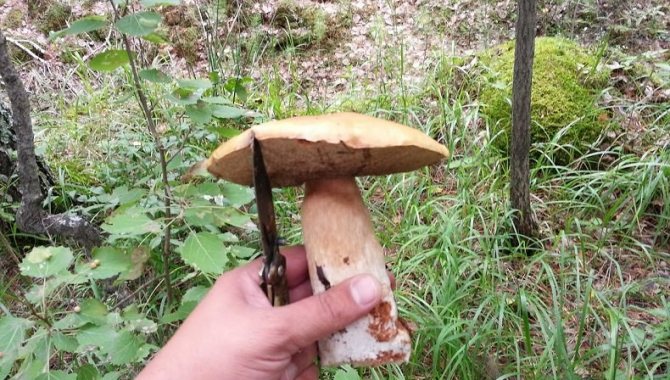 Какие грибы растут в Карелии.