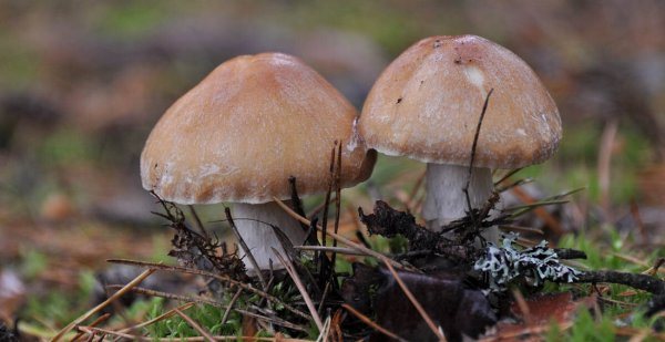 Колпак кольчатый – деликатесный гриб