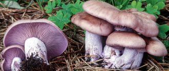 Коварные грибы