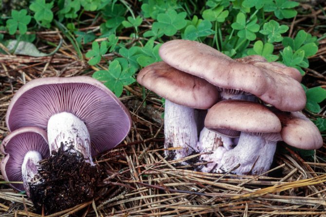 Коварные грибы