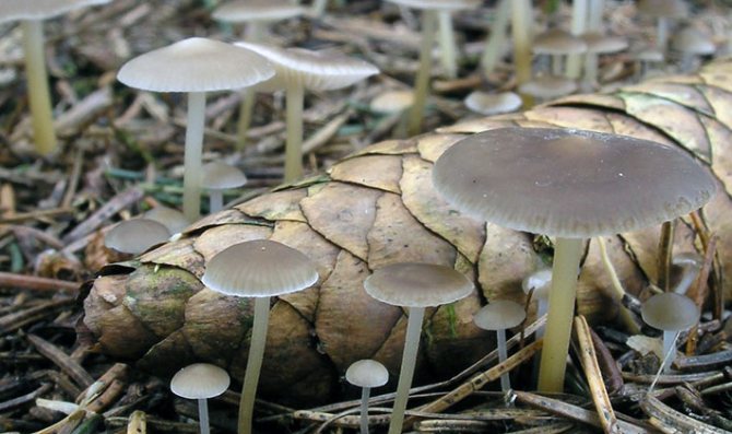 ксеромфолина - весенний гриб