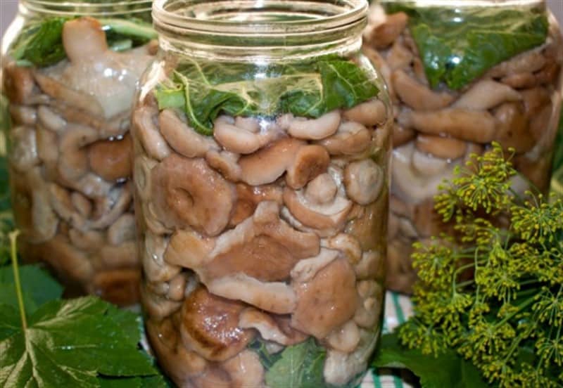 маринованные грибы волнушки