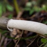 Места произрастания гриба веселки в России
