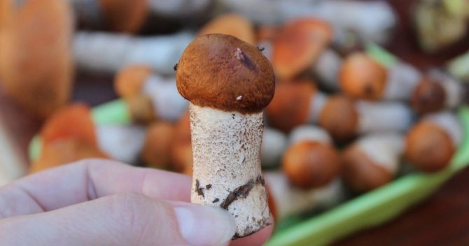 Можно ли сушить червивые грибы. Можно ли кушать червивые маслята?