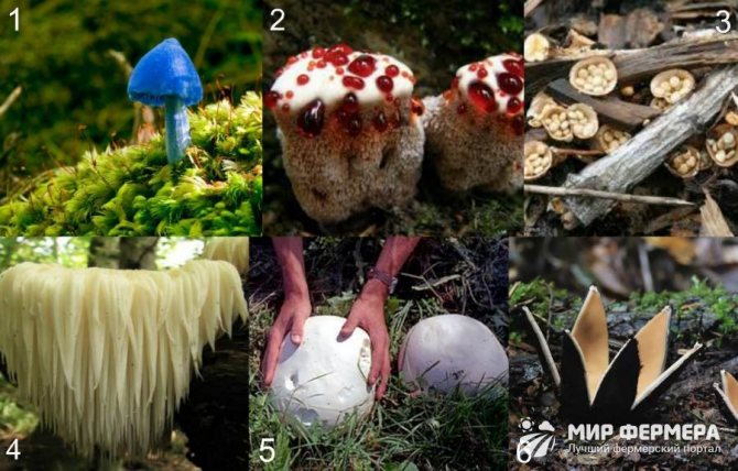 Необычные грибы мира фото и описание