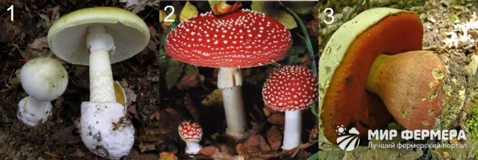 Несъедобные грибы фото и названия