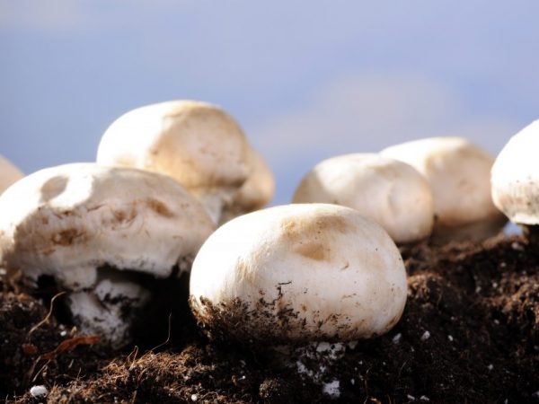 Обеспечьте грибам оптимальные условия для развития