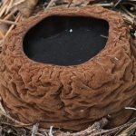 Описание гриба саркосома шаровидная