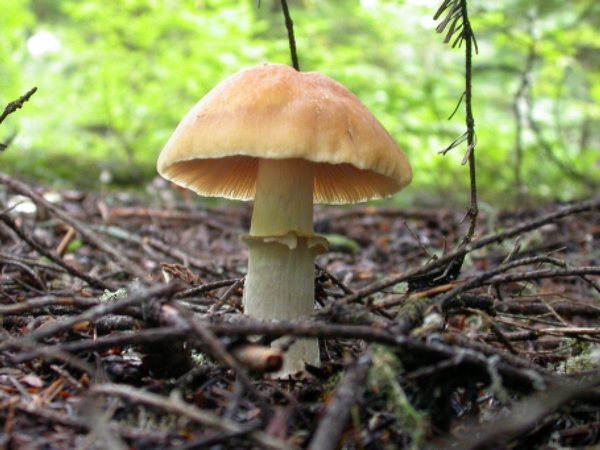 Описание грибов
