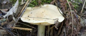 Особенности гриба подгруздка
