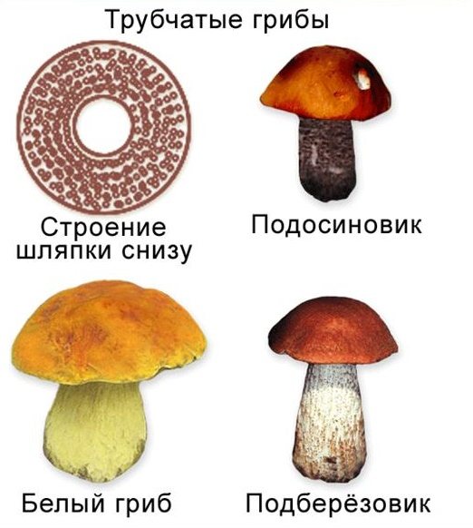 Особенности трубчатых грибов