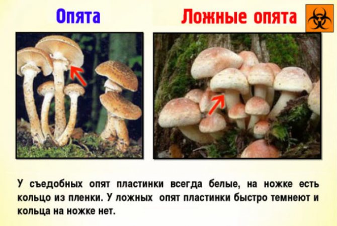 Отличие съедобных грибов от ядовитых