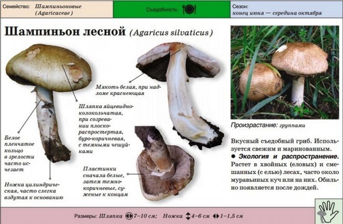 Отличия между грибами зонтиками и шампиньонами