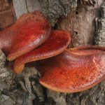 Печеночный гриб: описание и целебные свойства