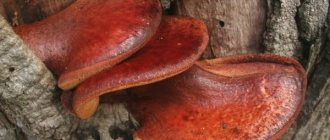 Печеночный гриб: описание и целебные свойства