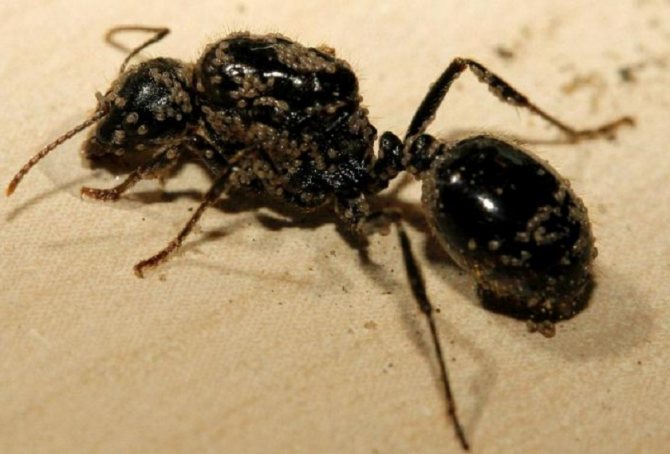 Почему умирают муравьи в муравьиной ферме? Ответ найден