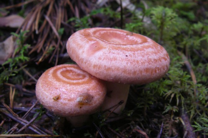 Розовые и белые волнушки: внешний вид и способы приготовления грибов