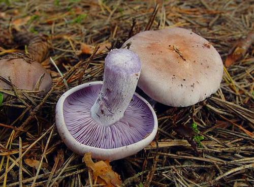 Рядовки лиловоногие относятся к категории условно съедобных грибов