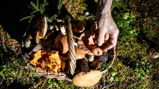 Сбор грибов в Карелии.