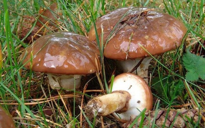Съедобный гриб Масленок настоящий (фото)